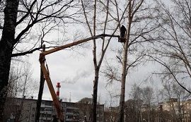Кронирование деревьев на придомовой территории по адресу ул. Гашкова, 27Б