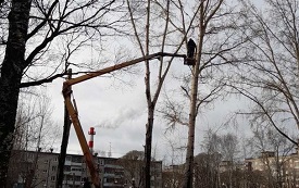 Кронирование деревьев на придомовой территории по адресу ул. Гашкова, 27Б