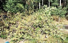 Снос и вывоз упавших деревьев на придомовой территории по адресу ул. Чехова, 8